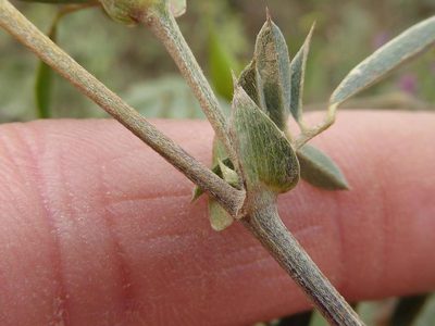 Tephrosia grandiflora, photographed by Andrew Hankey