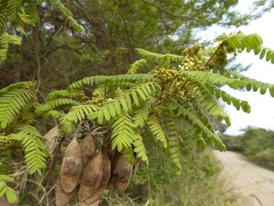 Dalbergia multijuga, photographed by Andrew Hankey