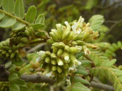 Dalbergia multijuga, photographed by Andrew Hankey