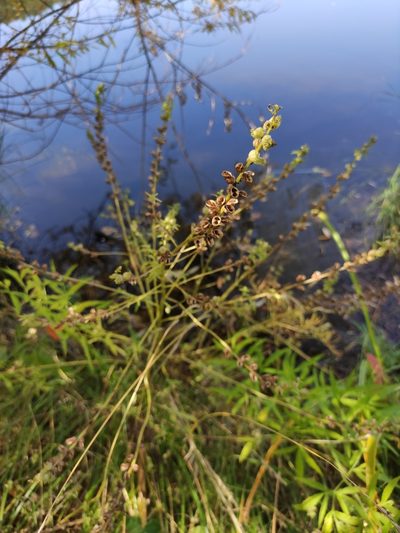 Pedicularis karoi, photographed by Юлия