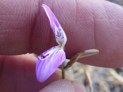 Dicliptera decorticans, photographed by Andrew Hankey