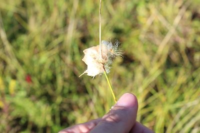 Eriophorum virginicum, photographed by Steven Lamonde