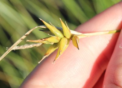 Carex folliculata, photographed by Steven Lamonde