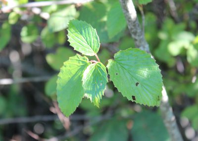 Viburnum dentatum, photographed by Steven Lamonde