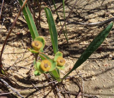 Euphorbia silenifolia, photographed by linkie