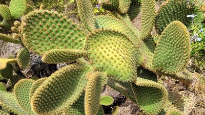 Opuntia microdasys, photographed by Juan José de Haro