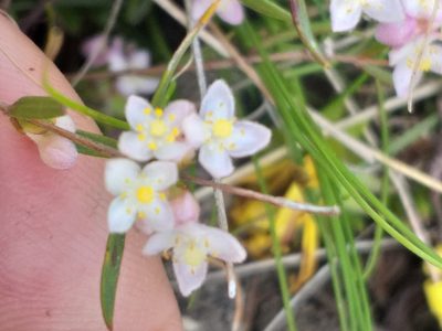 Lachnaea burchellii, photographed by kevin koen