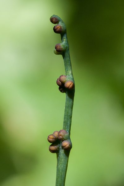 Botrychium montanum, photographed by Ken-ichi Ueda