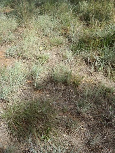 Diheteropogon amplectens, photographed by Nicola van Berkel