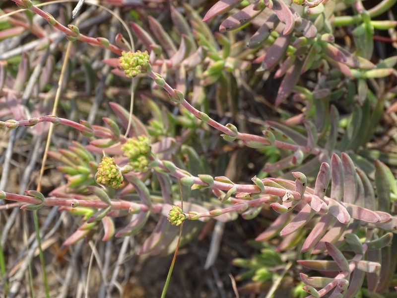 Crassula mollis, photographed by Shaun Swanepoel