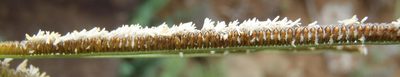 Eustachys paspaloides, photographed by Nicola van Berkel