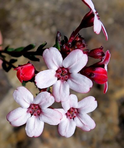 Adenandra mundiifolia, photographed by Di Turner