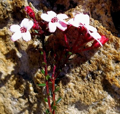 Adenandra mundiifolia, photographed by Di Turner