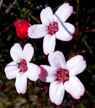 Adenandra mundiifolia, photographed by Di Turner