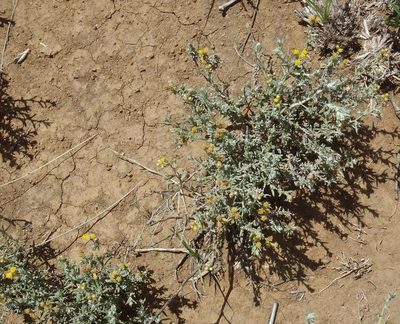 Helichrysum dregeanum, photographed by Nicola van Berkel