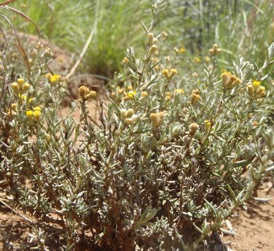 Helichrysum dregeanum, photographed by Nicola van Berkel