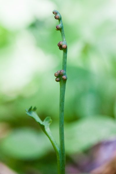 Botrychium montanum, photographed by Ken-ichi Ueda