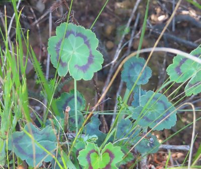 Pelargonium tabulare, photographed by linkie