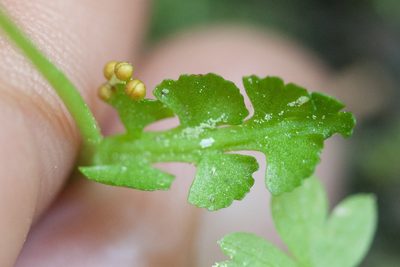 Botrychium crenulatum, photographed by Ken-ichi Ueda