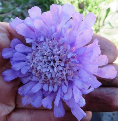 Scabiosa incisa, photographed by linkie