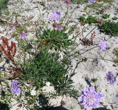 Scabiosa incisa, photographed by linkie