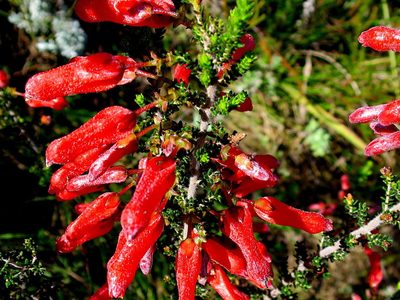 Erica inordinata, photographed by Di Turner