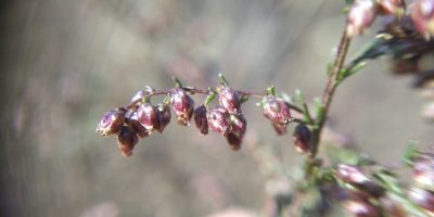 Artemisia scoparia