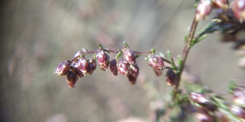 Artemisia scoparia, photographed by Oleksii Vasyliuk