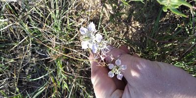 Nigella arvensis, photographed by Oleksii Vasyliuk