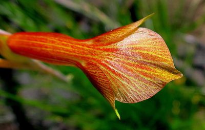 Gladiolus fourcadei, photographed by Di Turner