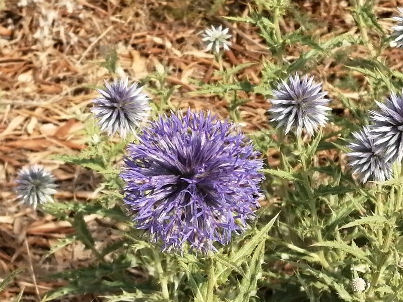 Echinops microcephalus, photographed by Dimitra Vasileiadou