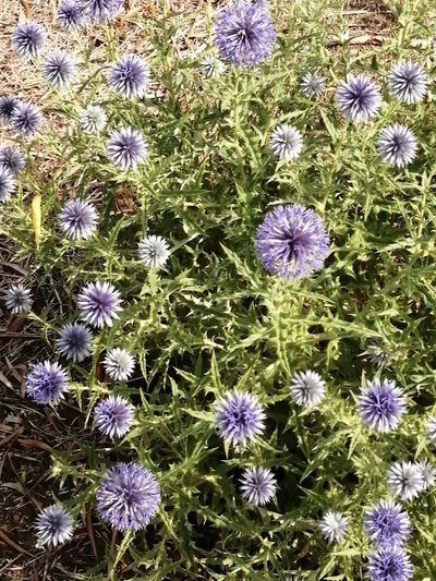 Echinops microcephalus, photographed by Dimitra Vasileiadou