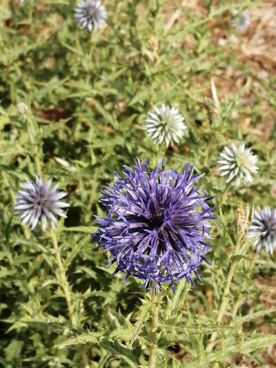 Echinops microcephalus, photographed by Dimitra Vasileiadou
