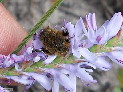Micranthus plantagineus, photographed by Chris Vynbos