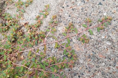 Euphorbia glyptosperma, photographed by Quinten Wiegersma