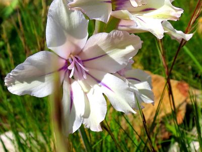 Gladiolus grandiflorus, photographed by Di Turner