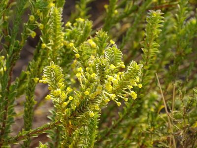 Struthiola argentea, photographed by Shaun Swanepoel