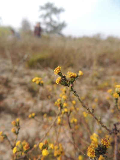 Marasmodes dummeri, photographed by Jacques van der Merwe