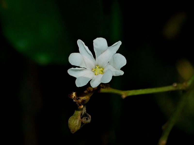 Erycibe henryi, photographed by Jacy Chen