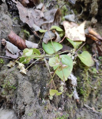 Swertia dichotoma, photographed by Юлия