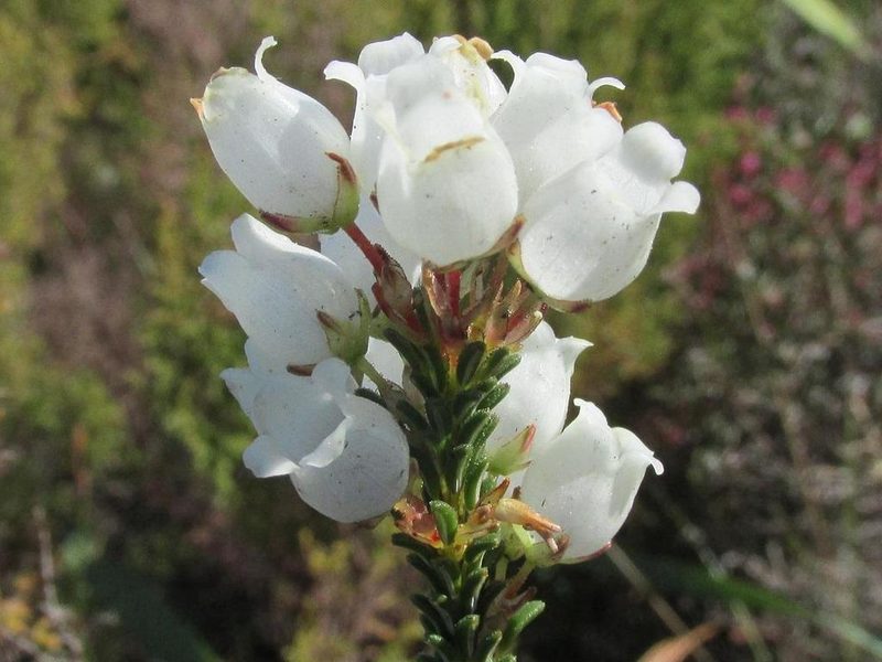 Erica odorata, photographed by douglaseustonbrown