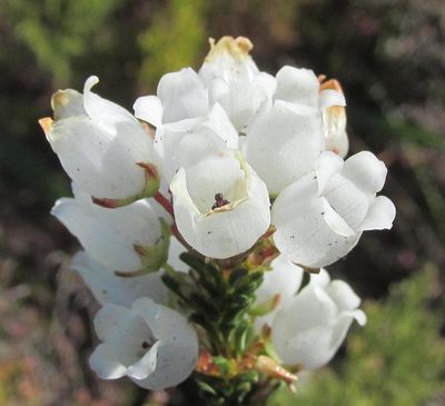 Erica odorata, photographed by douglaseustonbrown