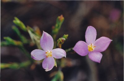 Lachnaea uniflora, photographed by Caroline Voget