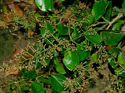 Erycibe henryi, photographed by Jacy Chen