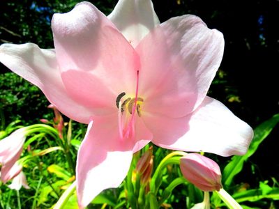 Crinum moorei, photographed by Di Turner