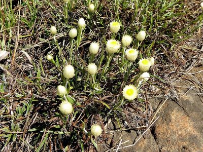 Helichrysum chionosphaerum, photographed by Andrew Hankey