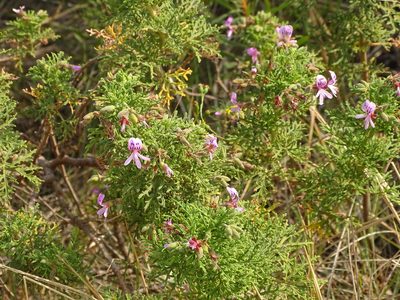 Pelargonium radens, photographed by Shaun Swanepoel