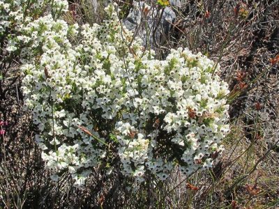 Erica viscidiflora, photographed by douglaseustonbrown