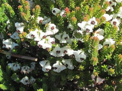 Erica viscidiflora, photographed by douglaseustonbrown