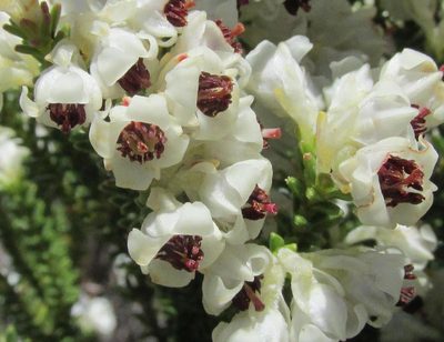 Erica viscidiflora, photographed by douglaseustonbrown